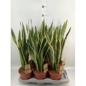 Sansevieria trifa. 'Laurentii'