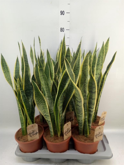 <h4>Sansevieria trifa. 'Laurentii'</h4>