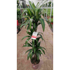 Dracaena overig