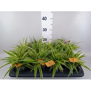Chlorophytum com. 'Ocean'