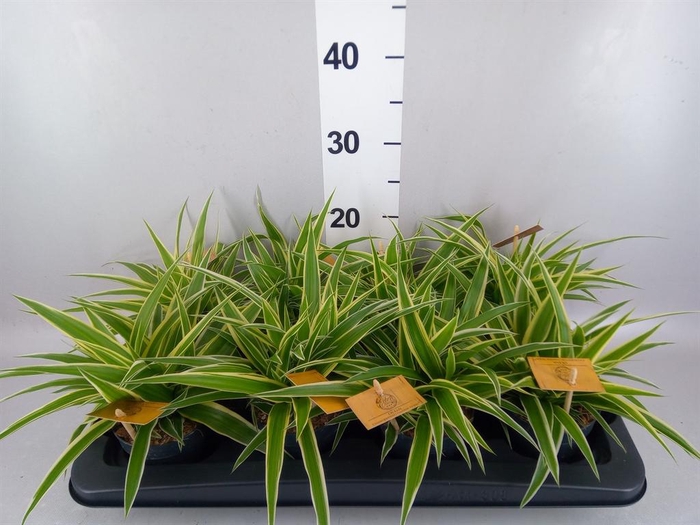 <h4>Chlorophytum com. 'Ocean'</h4>