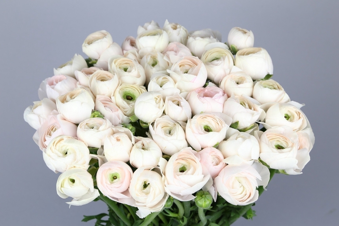 <h4>Ranunculus Clooney Hanoi</h4>