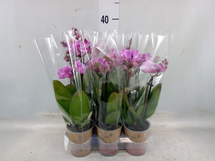 <h4>Phalaenopsis multi. 'Ant Vienna'</h4>