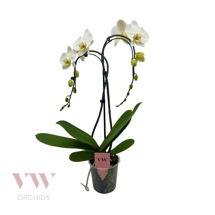 <h4>Phalaenopsis   ...white</h4>