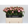 Paeonia Sarah Bernhardt