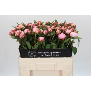 Paeonia Sarah Bernhardt