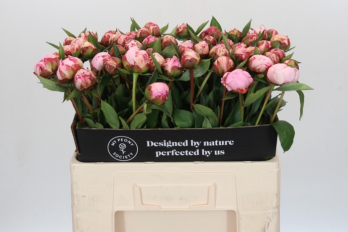 Paeonia Sarah Bernhardt