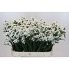 Limonium sinuatum Olga White