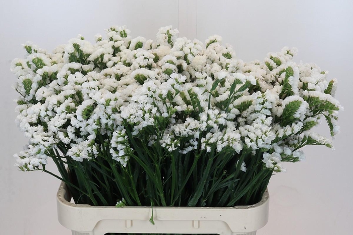 Limonium sinuatum Olga White