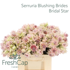 Serruria Blushing Brides Bridal Star 2-3 Flwrs