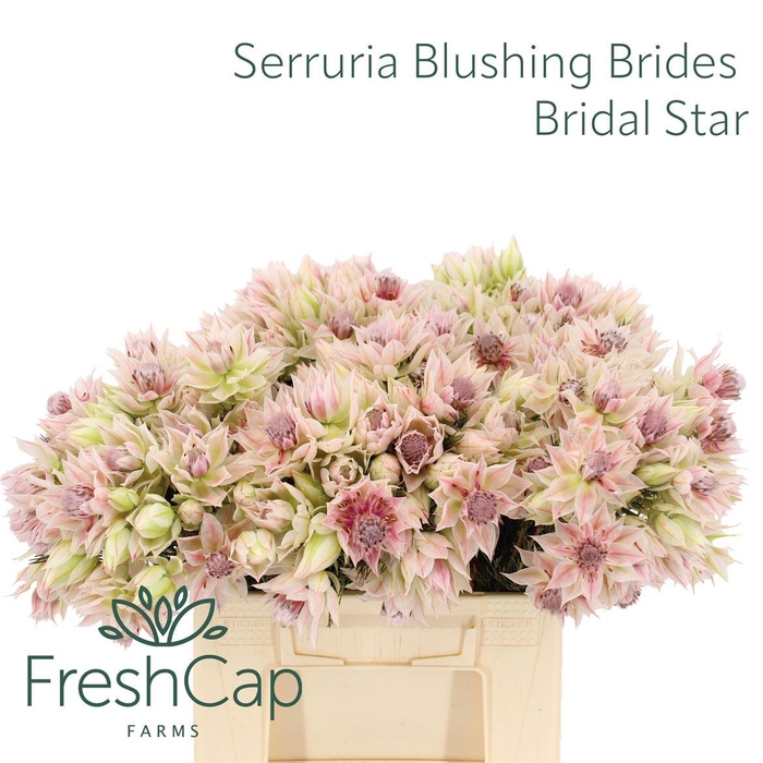 <h4>Serruria Blushing Brides Bridal Star 2-3 Flwrs</h4>