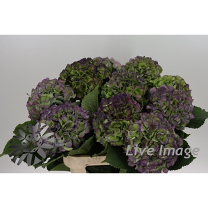 Hydrangea verena classic