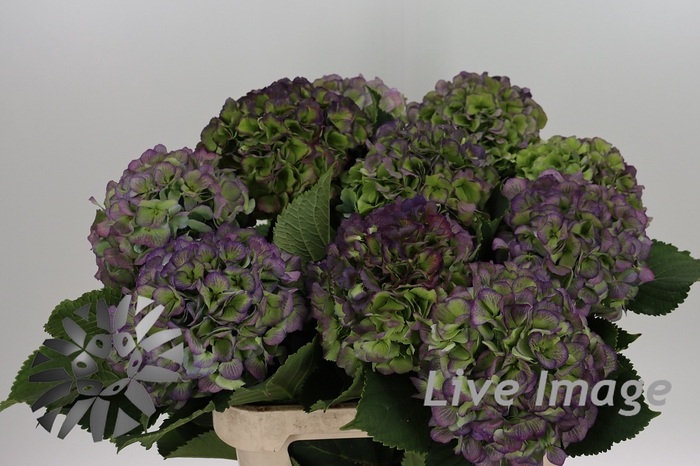 <h4>Hydrangea verena classic</h4>
