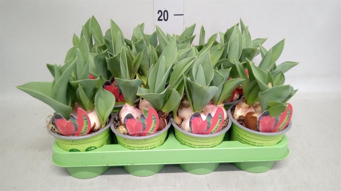 <h4>Tulipa   ...</h4>