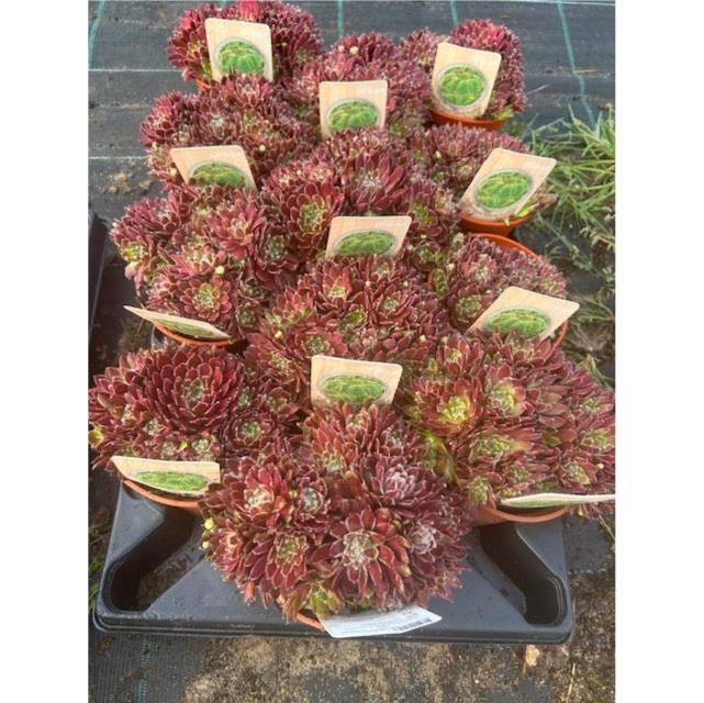SEMPERVIVUM-HYBRID P12 M.ETIKET
