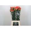 Dianthus St Arno