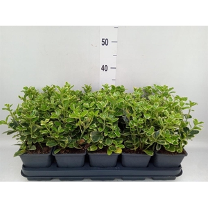 Euonymus japon. 'Kathy'