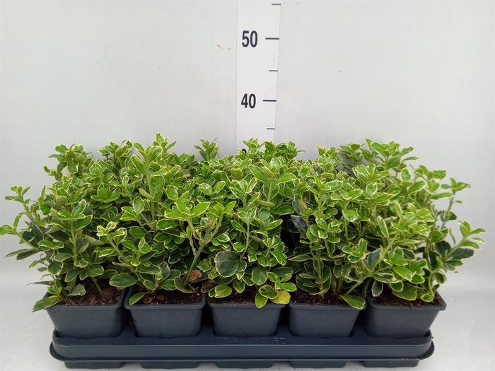 <h4>Euonymus japon. 'Kathy'</h4>