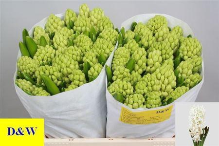 <h4>Hyac Aiolos</h4>