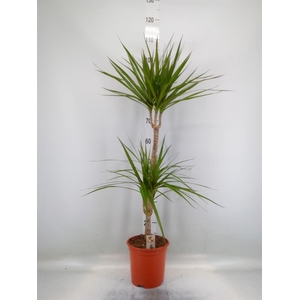 Dracaena marg.