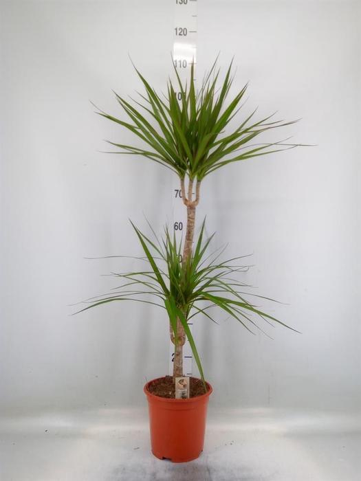 <h4>Dracaena marg.</h4>