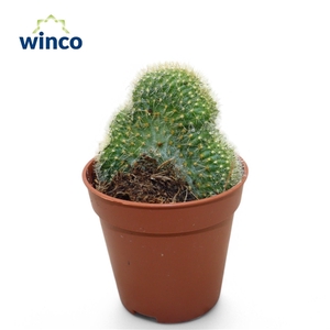 Weberbauerocereus Johnstonii Cristata