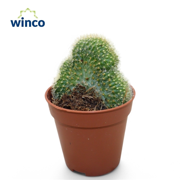 <h4>Weberbauerocereus Johnstonii Cristata</h4>