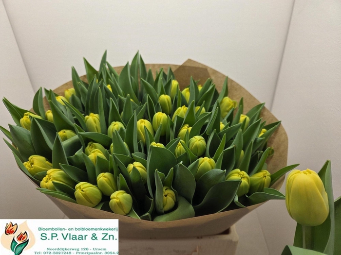 <h4>TU DU CADENZA</h4>