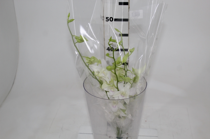 DENPHALAEN MACO MINIMO 30 FLORES
