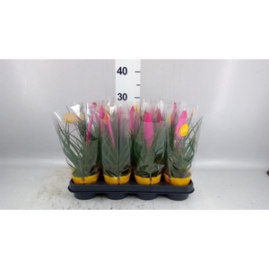 Tillandsia cyanea 'Vincent'
