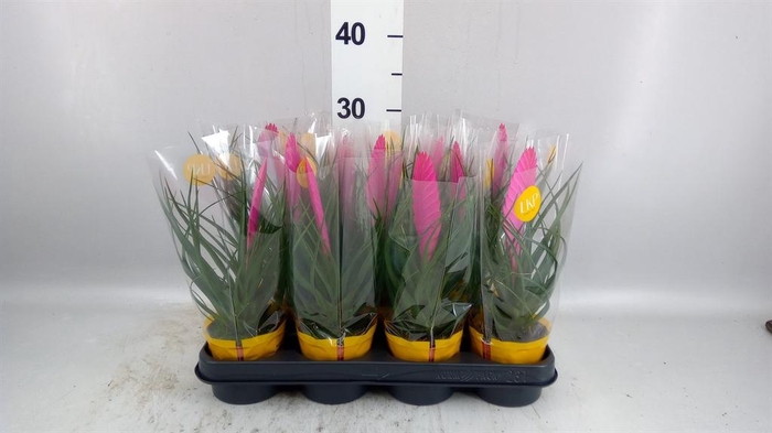 <h4>Tillandsia cyanea 'Vincent'</h4>