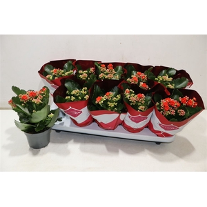 Kalanchoe Double Deluxe Red
