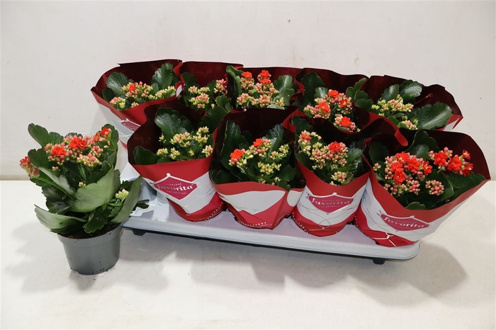 <h4>Kalanchoe Double Deluxe Red</h4>