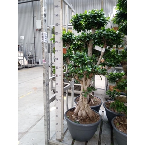 Ficus microcarpa 'Ginseng'