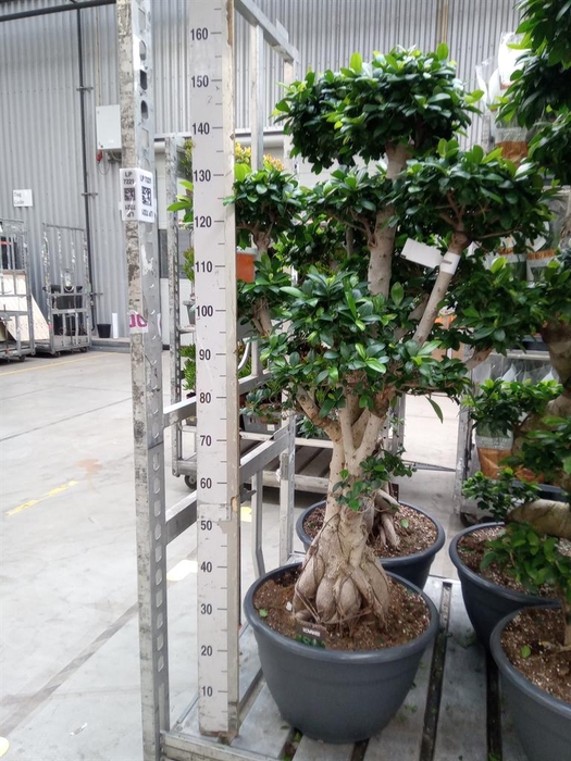 <h4>Ficus microcarpa 'Ginseng'</h4>