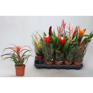 BROMELIA GEM