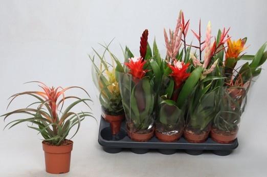 <h4>BROMELIA GEM</h4>