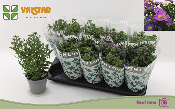 <h4>ASTER NB OV</h4>