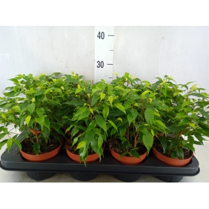 Ficus benja. 'Green Kinky'