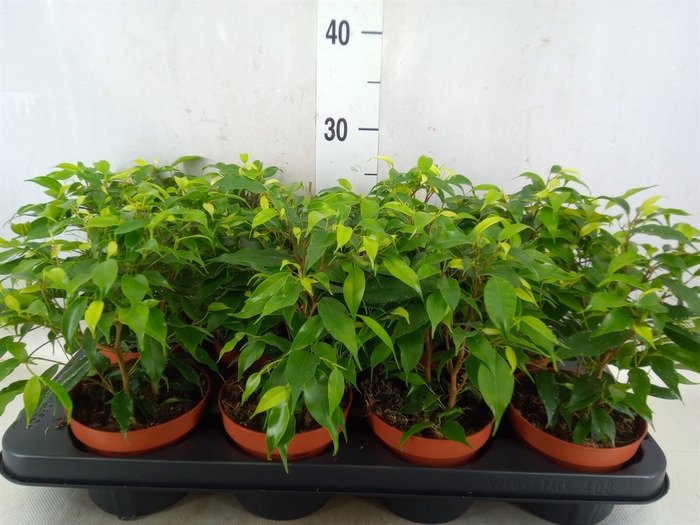 <h4>Ficus benja. 'Green Kinky'</h4>
