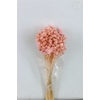 Pres Hill Flower L Pink Bunch