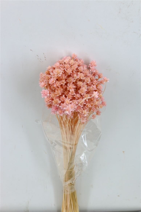 Pres Hill Flower L Pink Bunch