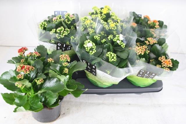 <h4>KAL GE GEM 5 KL</h4>