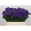 Limonium Navy Sun Birds