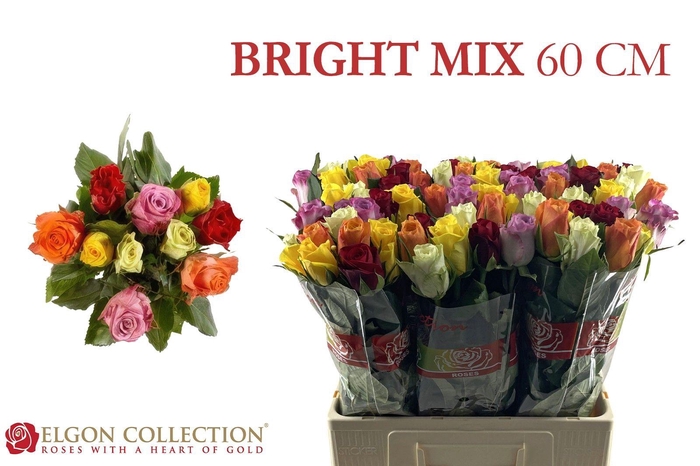 <h4>R GR GEM IN BOS</h4>