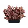 Quercus Preserved Bordeaux (oak,eik)