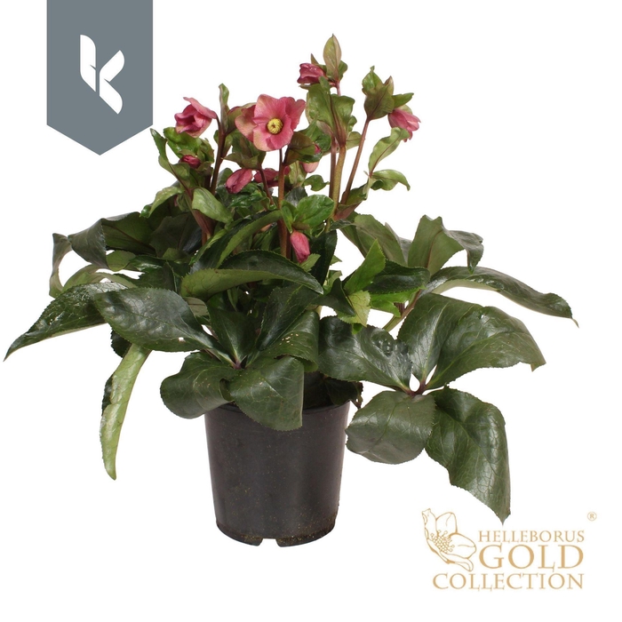 <h4>Helleborus HGC Ice N Roses Red</h4>