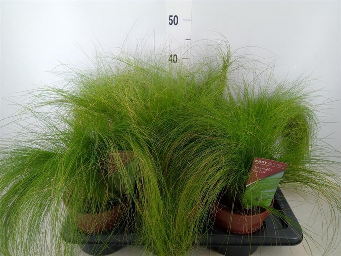 <h4>Stipa tenuifolia</h4>