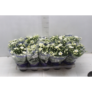 CRISANTEMO MINI P11 BRANCO
