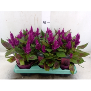 Celosia arg. SP 'Deep Purple'
